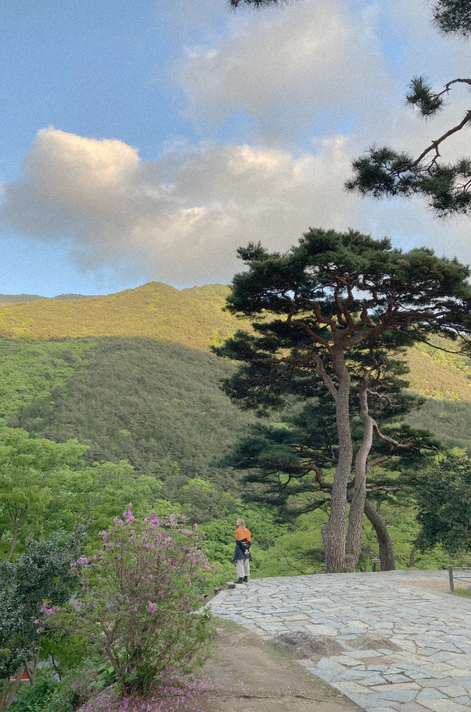 A pine tree overlooking a green mountain landscape